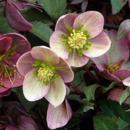 HELLEBORUS APRICOT