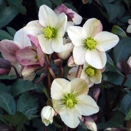 HELLEBORUS MERLIN