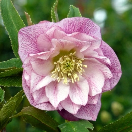 HELLEBORUS PINK SHADES