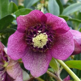 HELLEBORUS DOUBLE RED