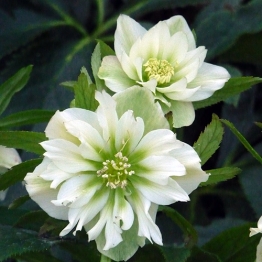 HELLEBORUS WHITE FLOWERS