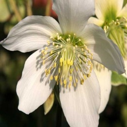 HELLEBORUS CINNAMON SNOW