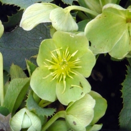 HELLEBORUS  SILVER LACE