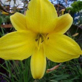 HEMEROCALLIS CORKY