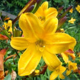 HEMEROCALLIS GOLDEN CHIMES