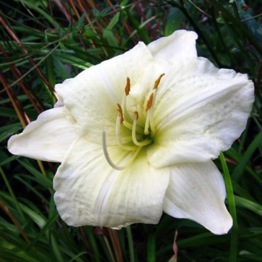 HEMEROCALLIS JOAN SENIOR