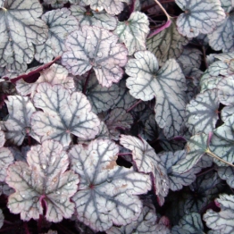 HEUCHERA PAULINE