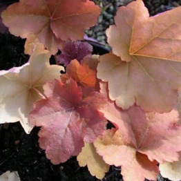 HEUCHERA  MARMALADE