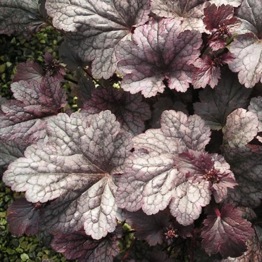 HEUCHERA SILVER SCROLLS