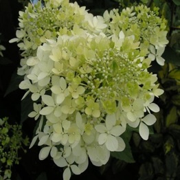 HYDRANGEA PINK DIAMOND