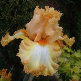 IRIS LACE LEGACY