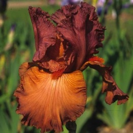 IRIS COPPER CLASSIC