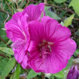 LAVATERA RUBY STAR