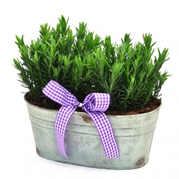 VINTAGE LAVENDER TROUGH