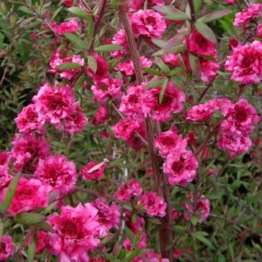 LEPTOSPERMUM RUBY GLOW