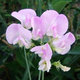 LATHYRUS PINK PEARL