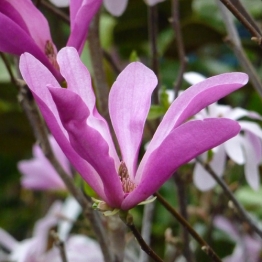 MAGNOLIA BETTY