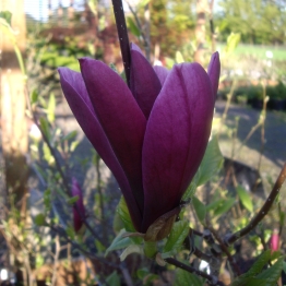 MAGNOLIA BLACK BEAUTY