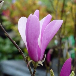 MAGNOLIA SUSAN