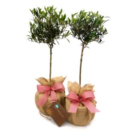 BEAUTIFUL PAIR OLIVE TREES