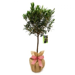  OLIVE TREE FOR MOTHERS DAY