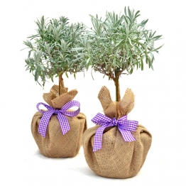 PAIR MINI STEMMED LAVENDER