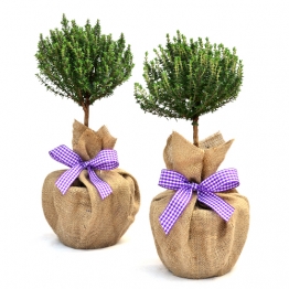 PAIR MINI STEMMED THYME