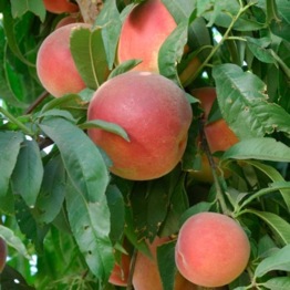 PATIO NECTARINE TREE