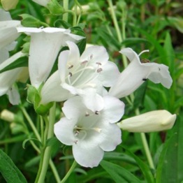 PENSTEMON WEDDING DAY