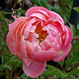 PAEONIA CORAL CHARM