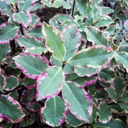 PITTOSPORUM ELIZABETH