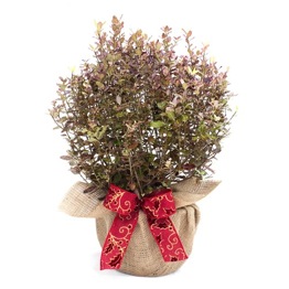 PITTOSPORUM TOM THUMB