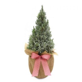 SCENTED PYRAMID LAVENDER