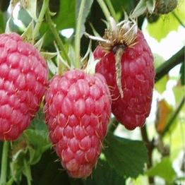 RASPBERRY AUTUMN BLISS