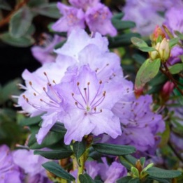 RHODODENDRON (BLUE) DIAMOND