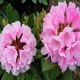  RHODODENDRON BIRTHDAY GIRL