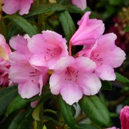 RHODODENDRON DEAR BARBARA