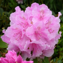 RHODODENDRON PINK PEARL