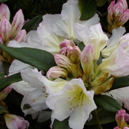 RHODODENDRON  WHITE 