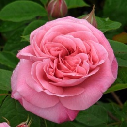 ROSE AMELIA 