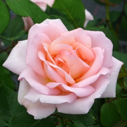 ROSE BLOOM OF RUTH 