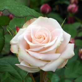 ROSE CHANDOS BEAUTY