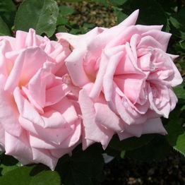 ROSE CLEO