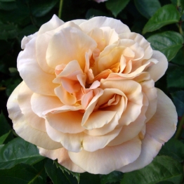 ROSE CRYSTAL PALACE 