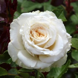 ROSE DIAMOND ANNIVERSARY 60th