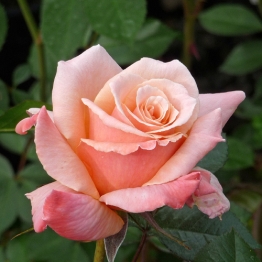 ROSE DEAR JOAN