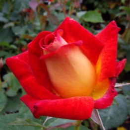 ROSE DICK CLARK 