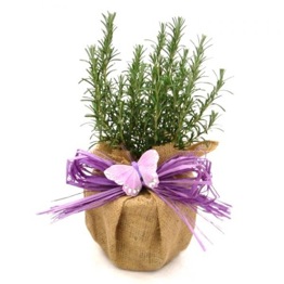 ROSEMARY BUSH