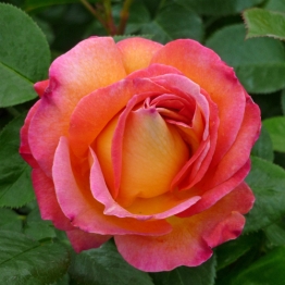 ROSE NANCY JEAN 