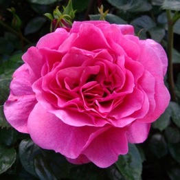 ROSE FABULOUS AT 50 ®